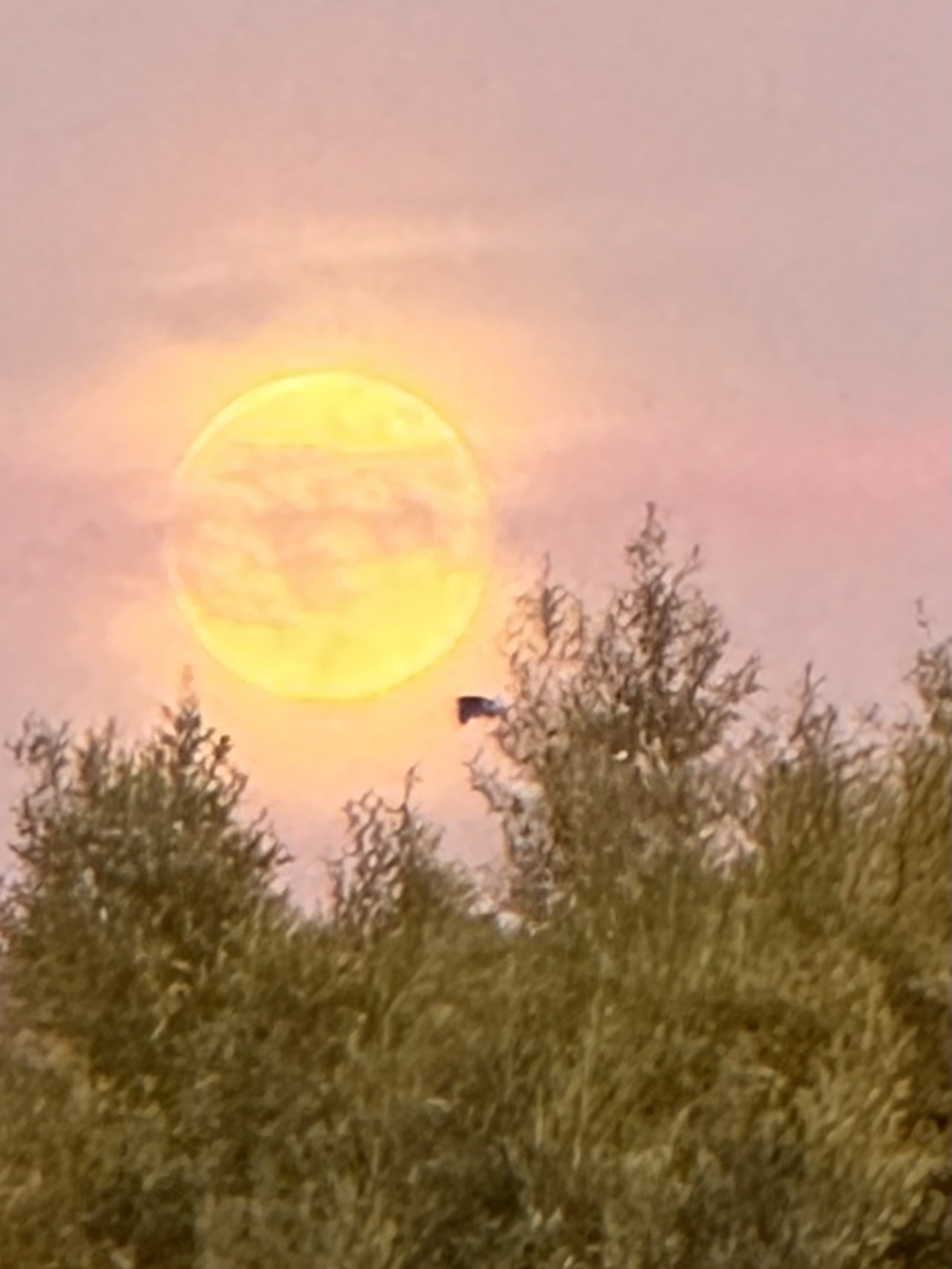 A glowing golden orb above treetops beneath a pink sky.